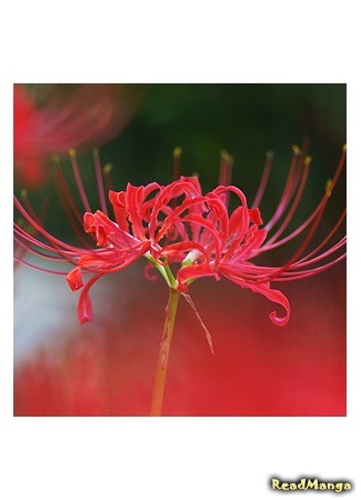 Переводчик Lycoris 08.07.14